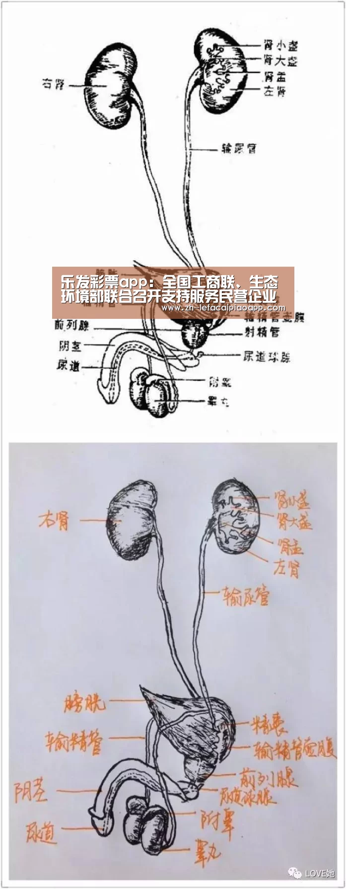 乐发彩票app